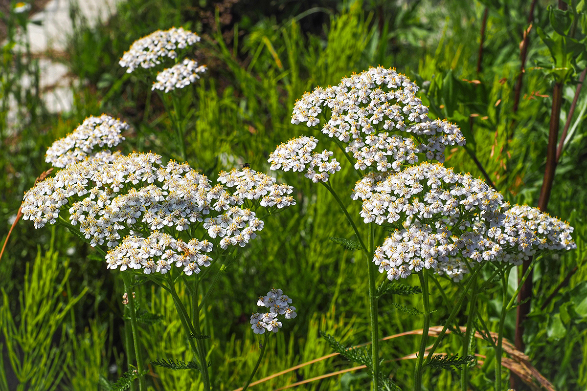 Rebríček obyčajný (Achillea millefolium)