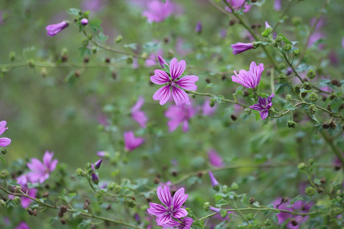 Slez lesný (Malva sylvestris)