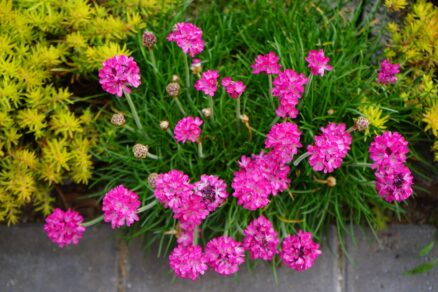 Armeria v záhone