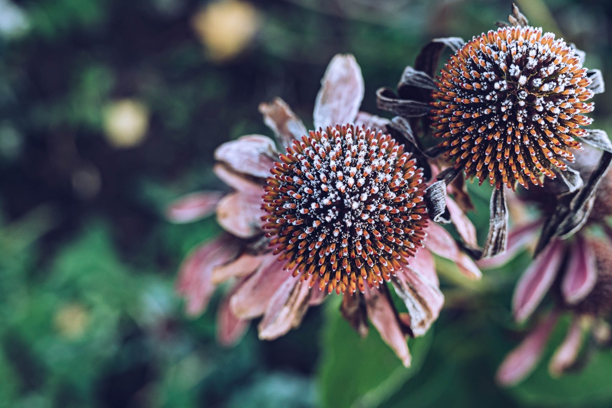Suchá echinacea v záhone na jeseň