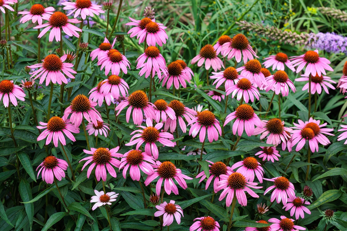 Echinacea purpurová