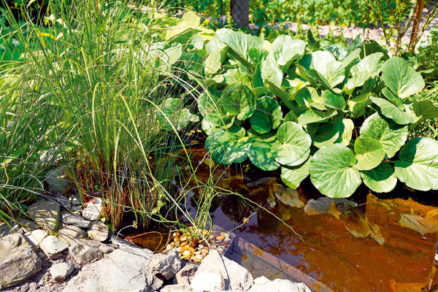 Výsadba vodných rastlín