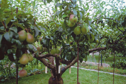 podpera, ovocné stromy, záhrada, jablone, hrušky