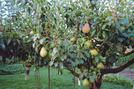 podpera, ovocné stromy, záhrada, jablone, hrušky