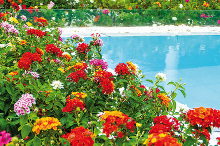 7 rastlín, ktoré pestovať pri bazéne