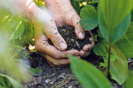 Ako upraviť pôdu
