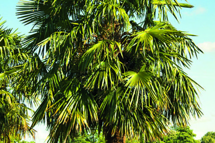 Ako zazimovať palmy