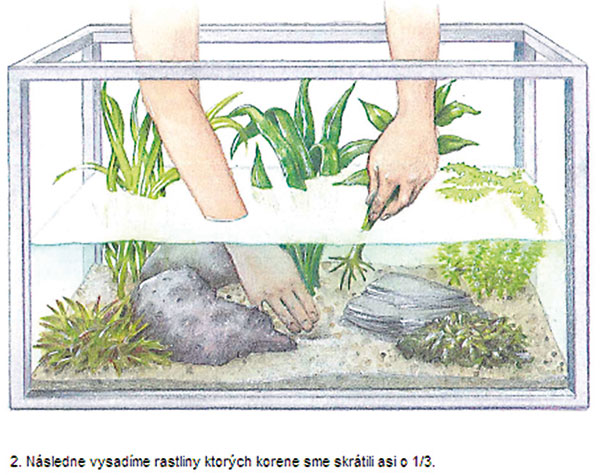 Ako sadit rastliny v akvariu