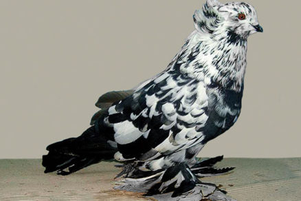 Domáci chov holubov - 03_JimGifford_Wikimedia_HolubDomaciMadarskyObor