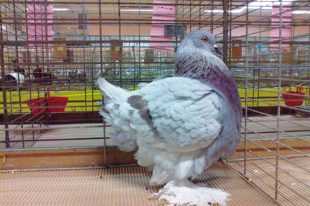 Domáci chov holubov - 04_PigeontypeInfo_HolubDomaciRomagnolo_pigeons