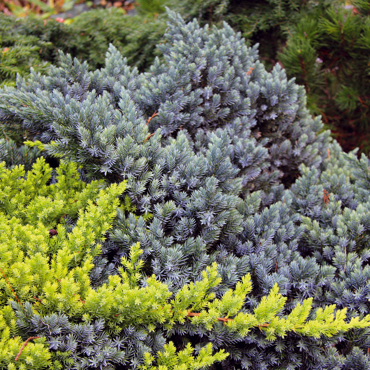 Borievka šupinatá (Juniperus squamata ’Blue Carpet‘)