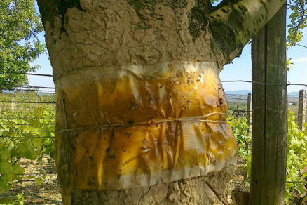 Jesenná ochrana ovocnín - Lepové-pásy