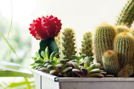 Kaktusy a sukulenty