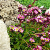 Saxifraga 2