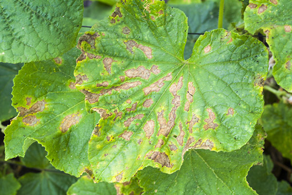 Symptomy vyskytu roztočcov na uhorkach a paprike