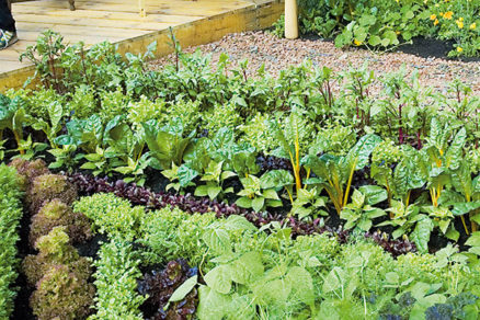 Okrasná zeleninová záhrada
