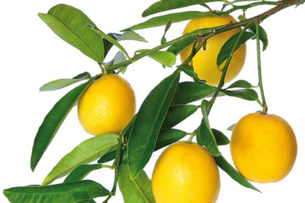 Pestovanie citrusov