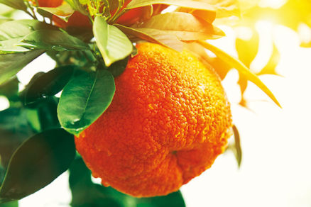 Pestovanie citrusov