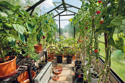 Pestovanie v skleníku