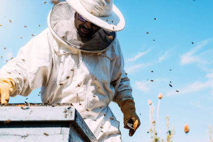 Príprava včiel na znášku