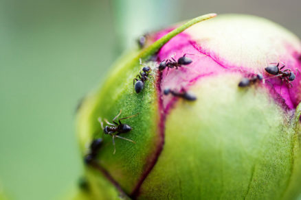 Priťahujú pivonky mravce?