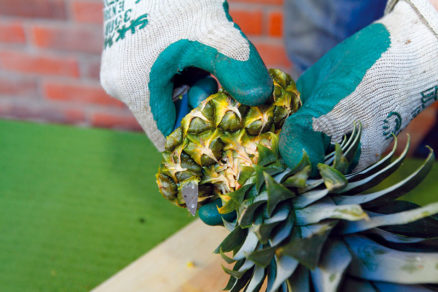 Rozmnoženie ananásu
