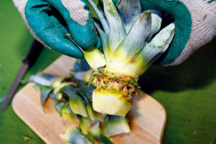 Rozmnoženie ananásu