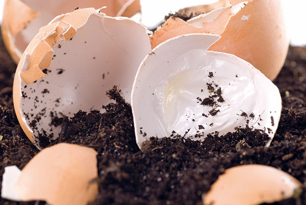 Aj vaječnými škrupinami možno kŕmiť dážďovky.