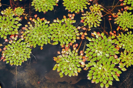 Vodné rastliny