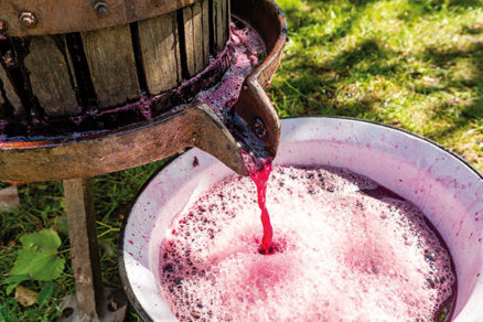Výroba domáceho vína