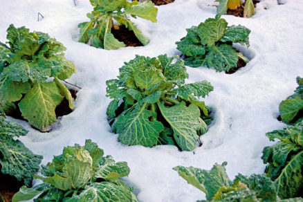 Pestovanie zeleniny v chladných mesiacoch