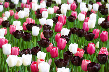 20 pestrych tulipanov
