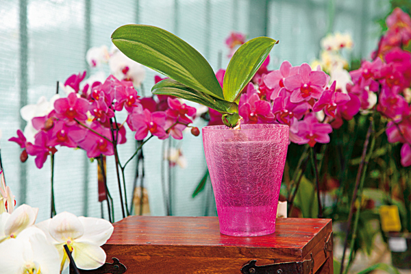 aby boli vase orchidey opat vo forme