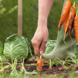 Ako získať z malej záhradky veľkú úrodu
