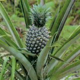 ananasovnik ananas comusus