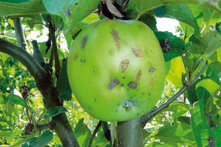 Choroby a škodce zelenín a ovocia počas leta (2. časť)