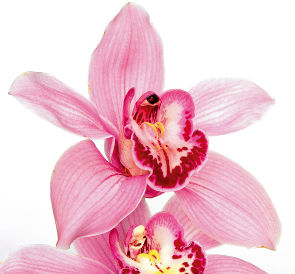 Energická orchidea - cymbídia