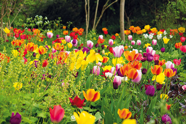 Pripravte sa na sezónu tulipánov už dnes