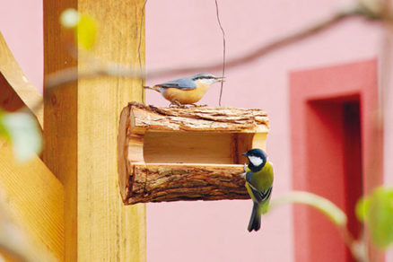 Kŕmidlo pre vtáčatá z jedného dreveného polienka