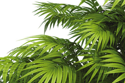 Zimná starostlivosť o palmy. Ako ich správne pestovať?
