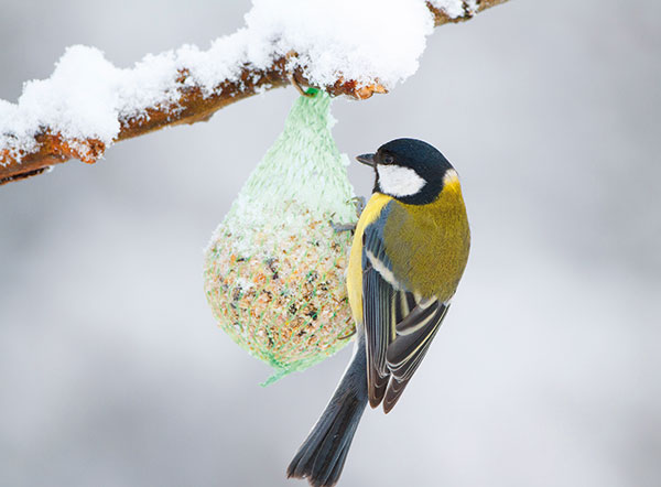 Ako prikrmovať vtáky, aby prezimovali bez ujmy | Urob si sám