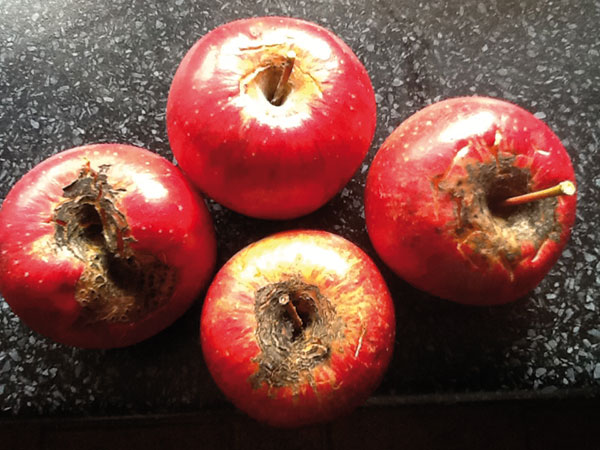 Ako postupovať pri chrastavitosti jabĺk