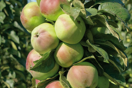 Ako sa starať o stĺpovité jablone