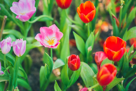 Prečo tulipány nekvitnú?