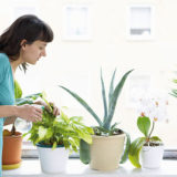 Ako prihnojovať izbové rastliny