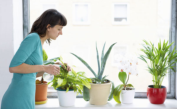 Ako prihnojovať izbové rastliny