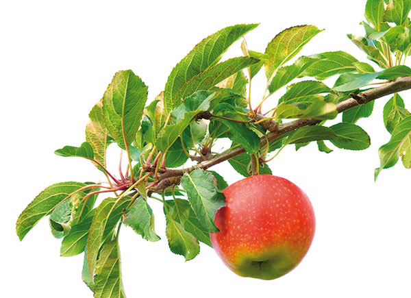 Akú jabloň vysadiť a kedy presadiť morušu