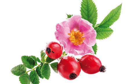 Ruža ako chutný dar zdravia: Zbierať šípky sa oplatí!