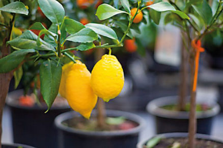 Čo robiť, keď citrónovník nemá plody?