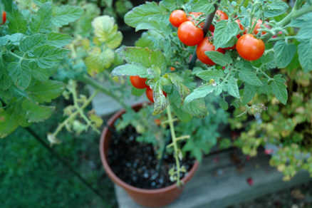 Najjednoduchší spôsob, ako vypestovať rajčiny: Priamo z plodu!